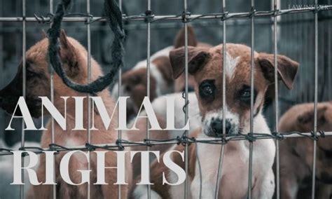 attorney for animal rights.
